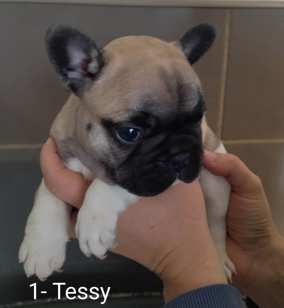 chiot Bouledogue français Du Domaine De La Fosse