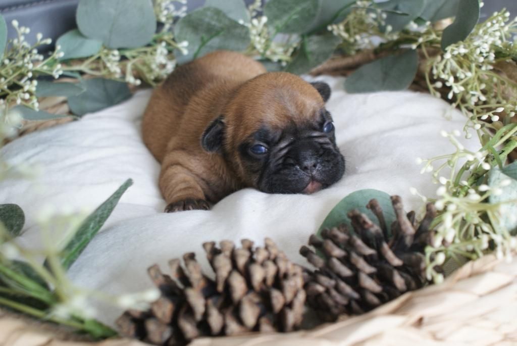 chiot Bouledogue français Du Domaine De La Fosse