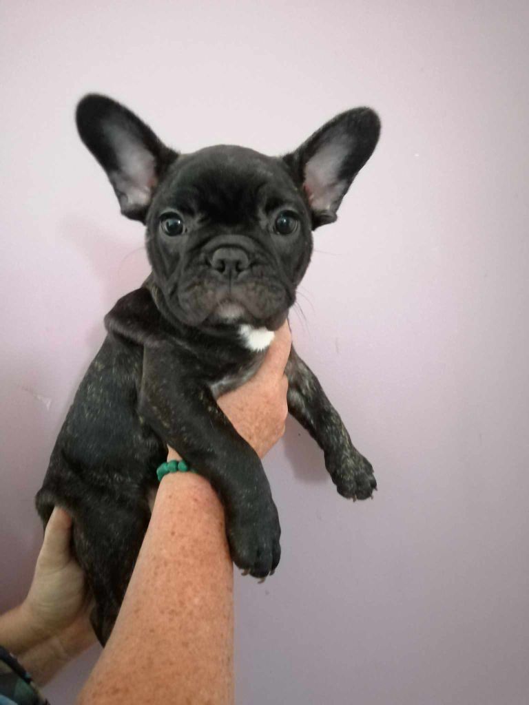 chiot Bouledogue français Du Domaine De La Fosse