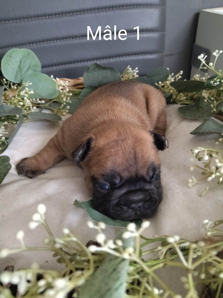 chiot Bouledogue français Du Domaine De La Fosse