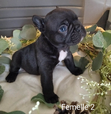 Femelle 2 - TRACY