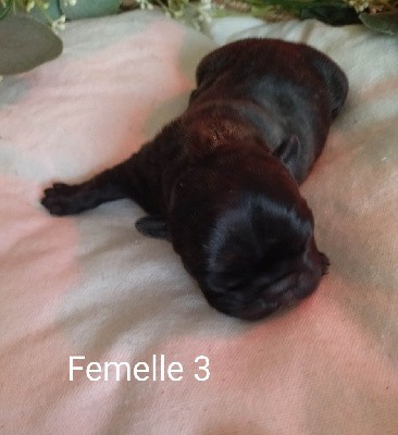 Femelle 3 - TINA