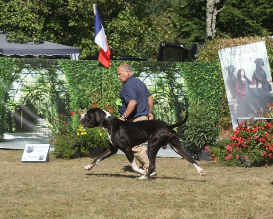 Mâle disponible pour saillie