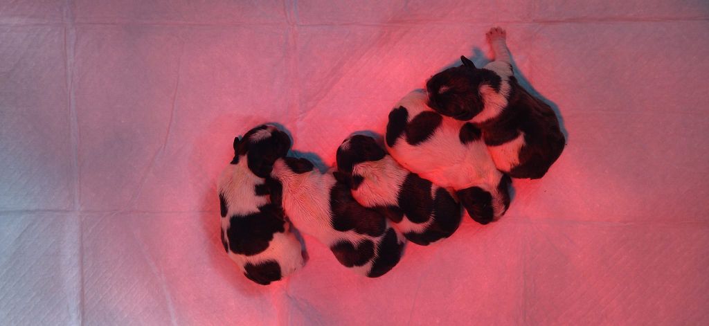 Naissance de 5 bébés de Rose et Charmeur le 01 octobre 2024. 