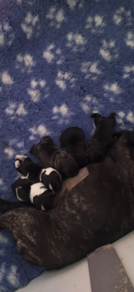 Portée de 5 chiots nés le 18 mai 2025. Des bébés bringés et cailles.