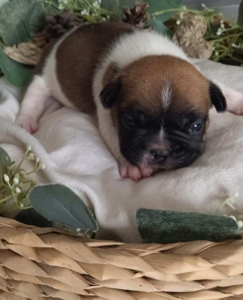 Du Domaine De La Fosse - Chiots disponibles - Bouledogue français
