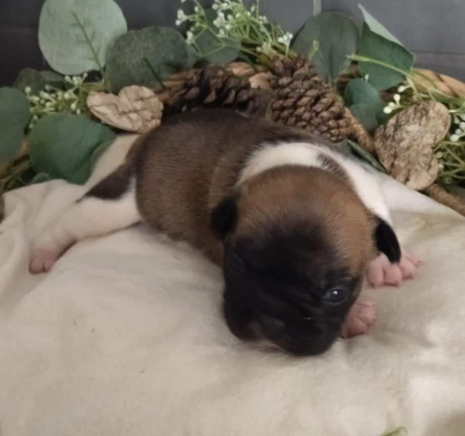 Du Domaine De La Fosse - Chiots disponibles - Bouledogue français