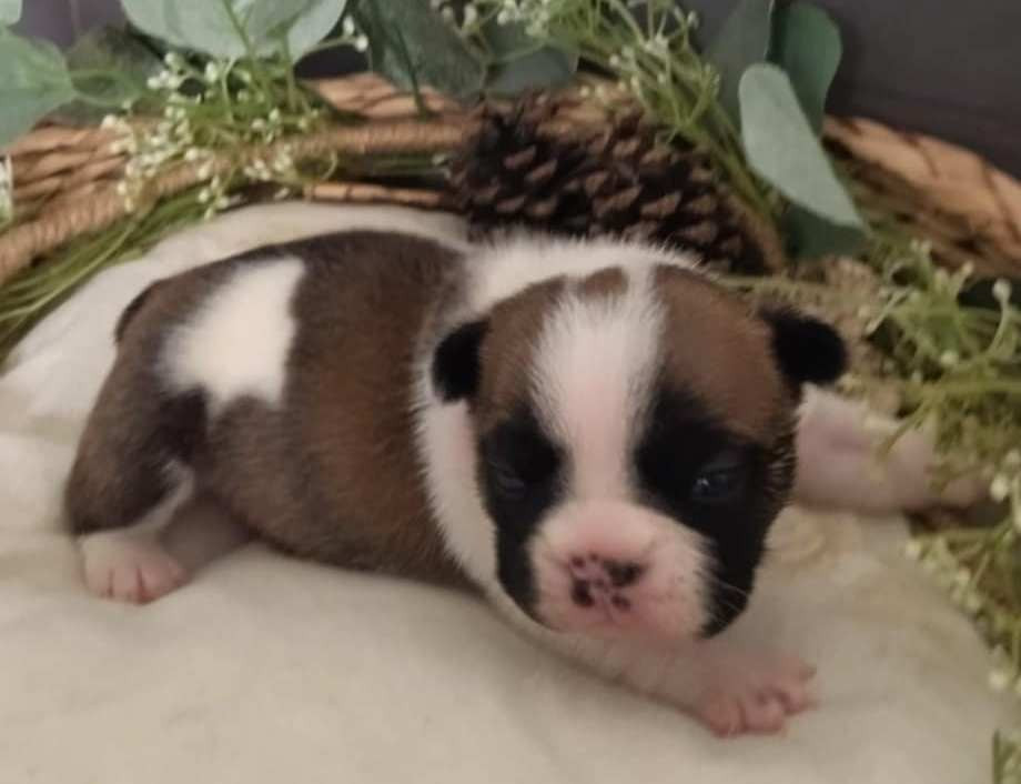 Du Domaine De La Fosse - Chiots disponibles - Bouledogue français