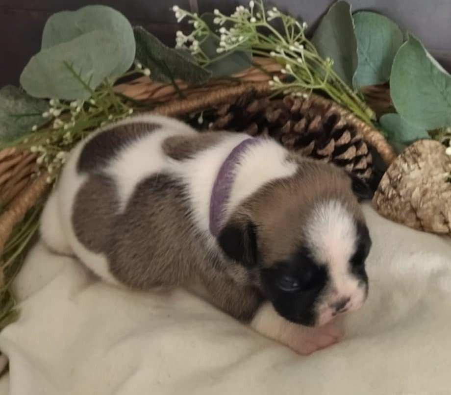 Du Domaine De La Fosse - Chiots disponibles - Bouledogue français