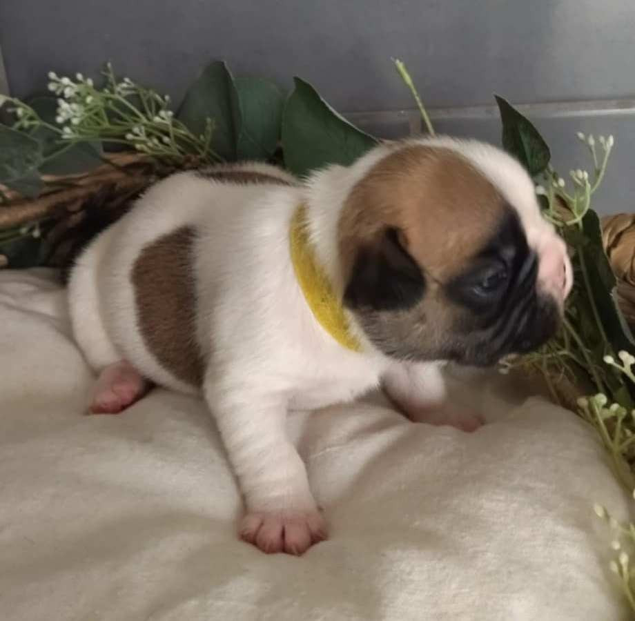 Du Domaine De La Fosse - Chiots disponibles - Bouledogue français