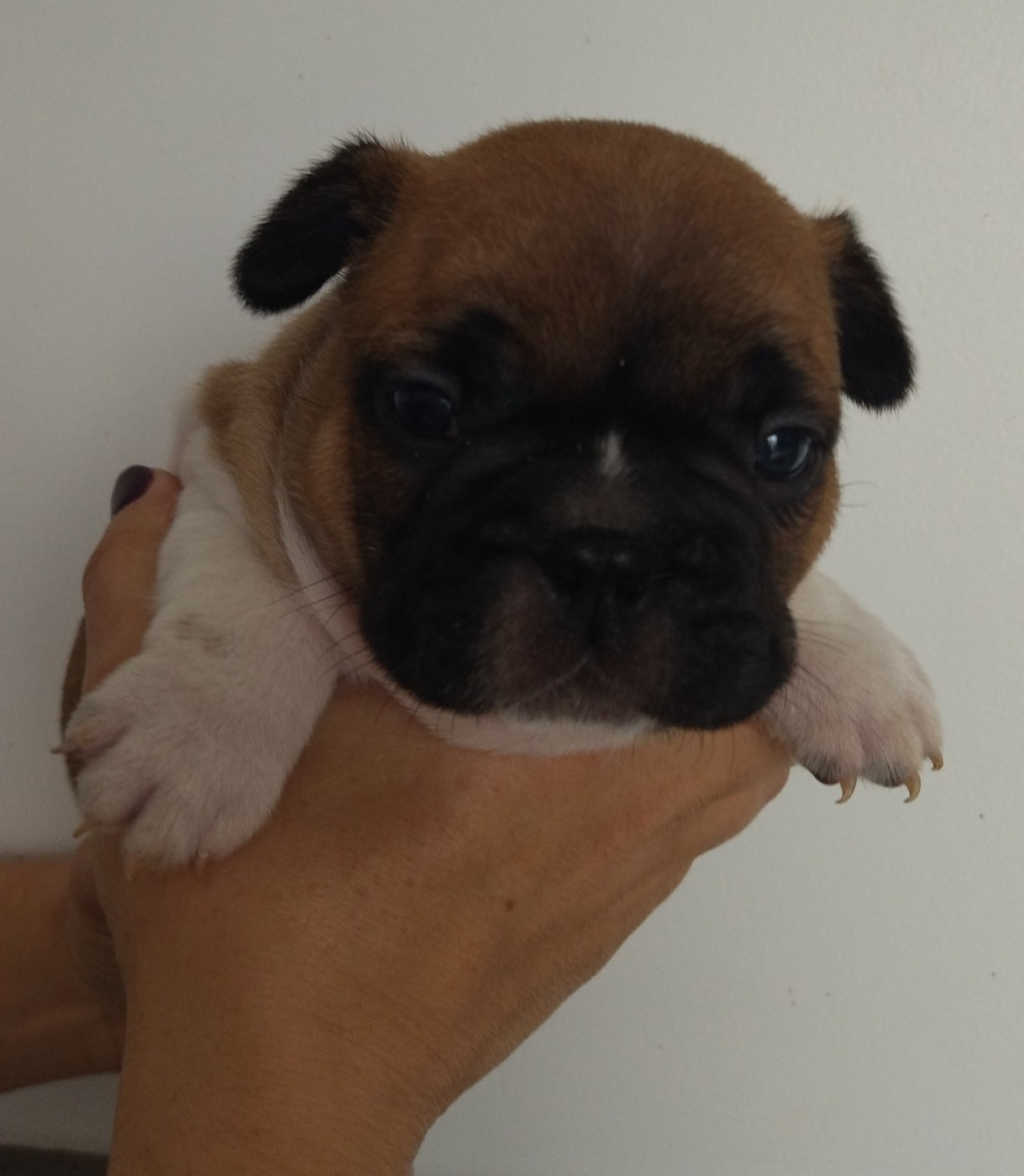 Du Domaine De La Fosse - Bouledogue français - Portée née le 24/10/2025