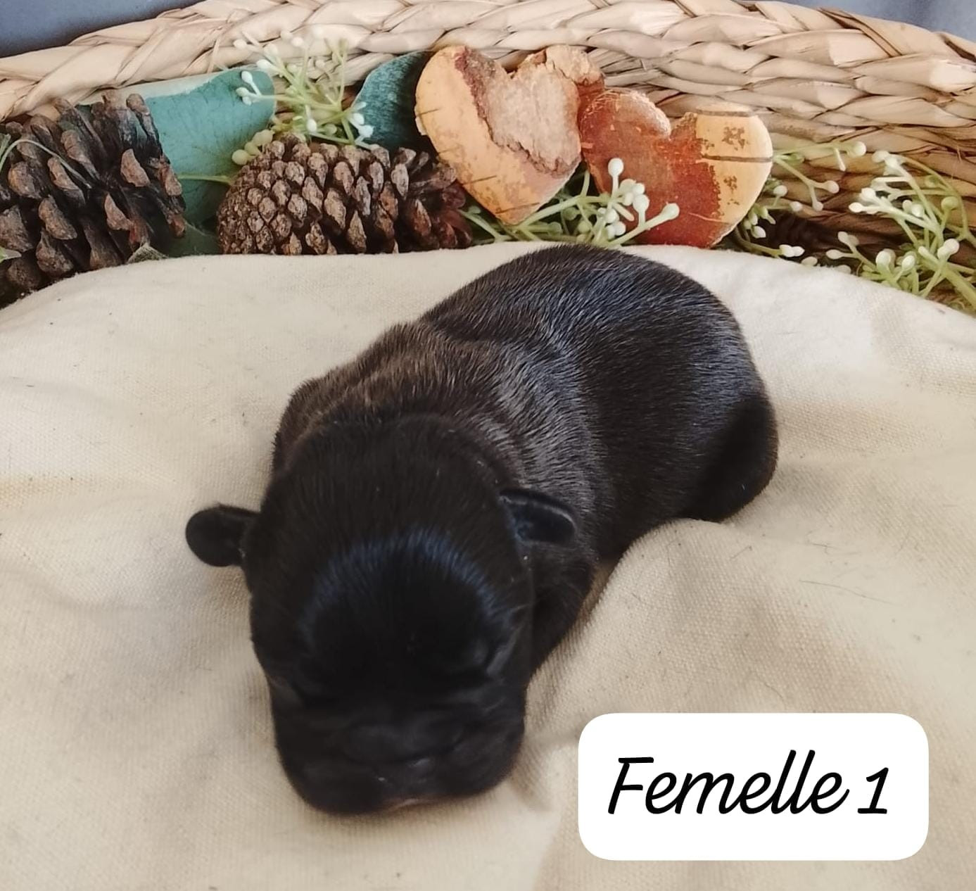 Du Domaine De La Fosse - Chiots disponibles - Bouledogue français