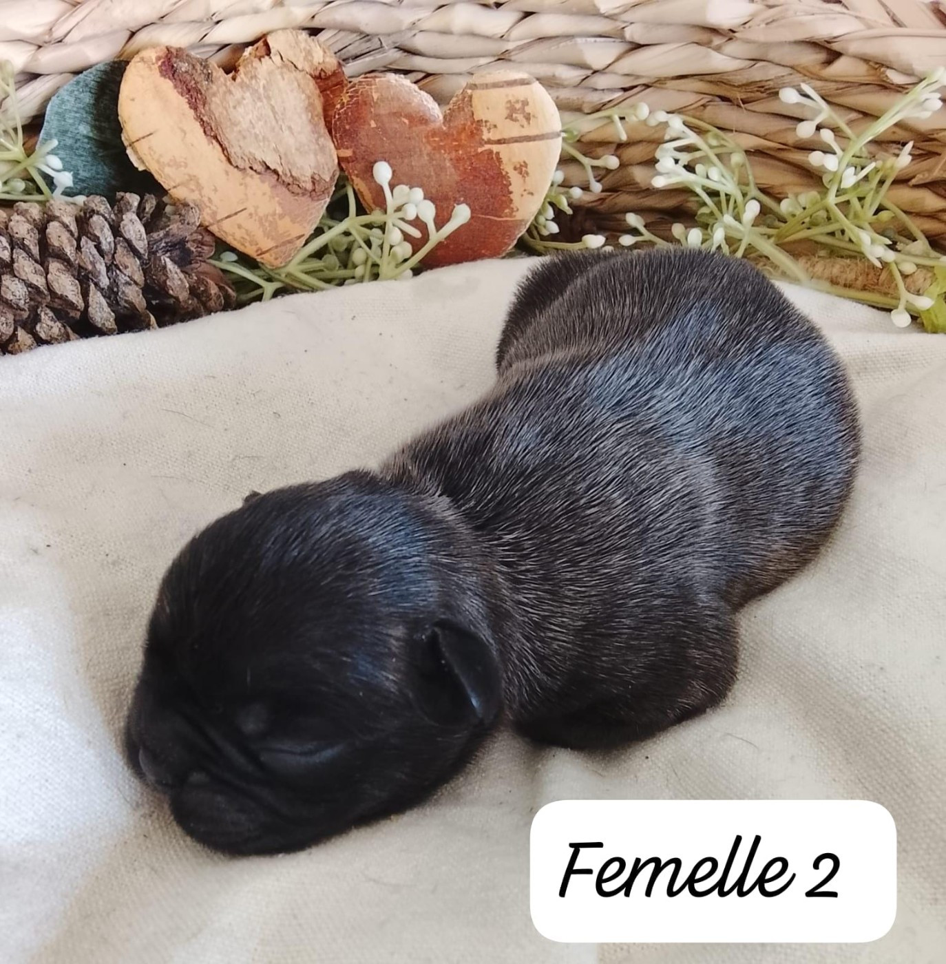 Du Domaine De La Fosse - Chiots disponibles - Bouledogue français