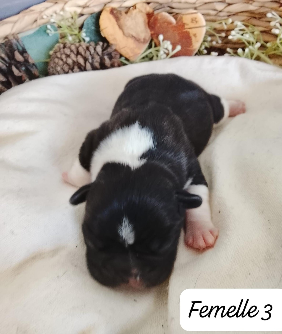 Du Domaine De La Fosse - Chiots disponibles - Bouledogue français