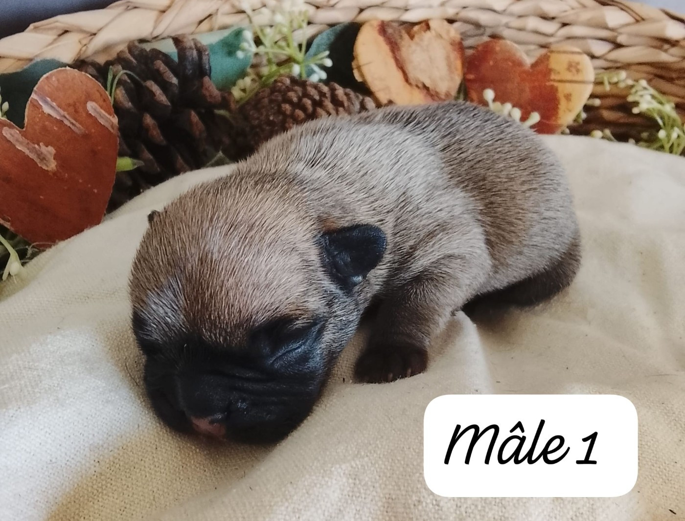 Du Domaine De La Fosse - Chiots disponibles - Bouledogue français