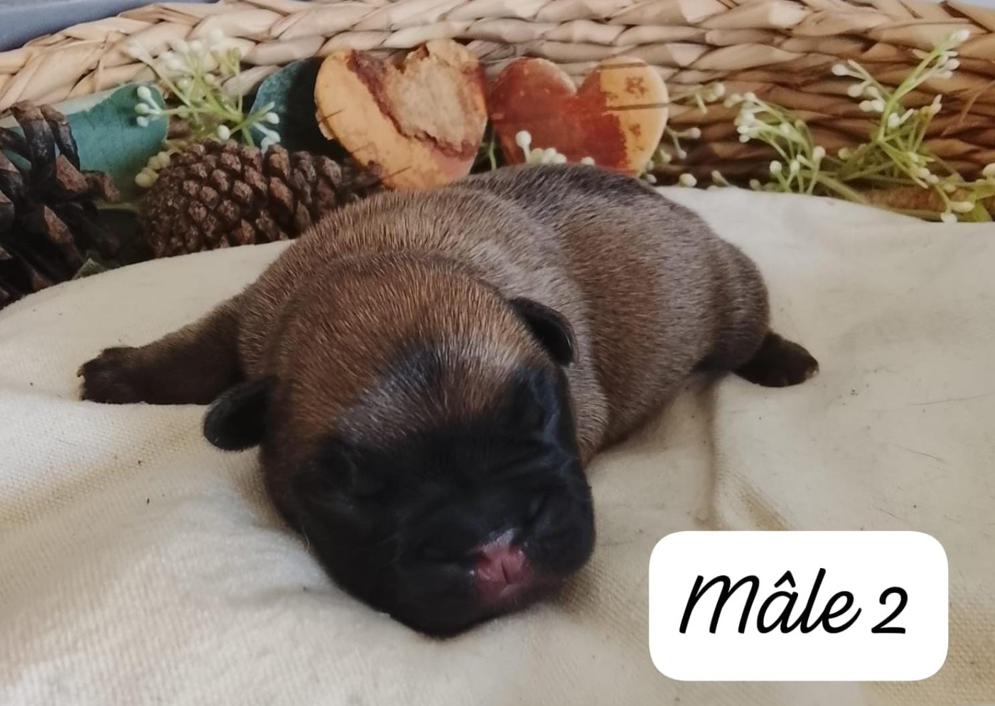 Du Domaine De La Fosse - Chiots disponibles - Bouledogue français