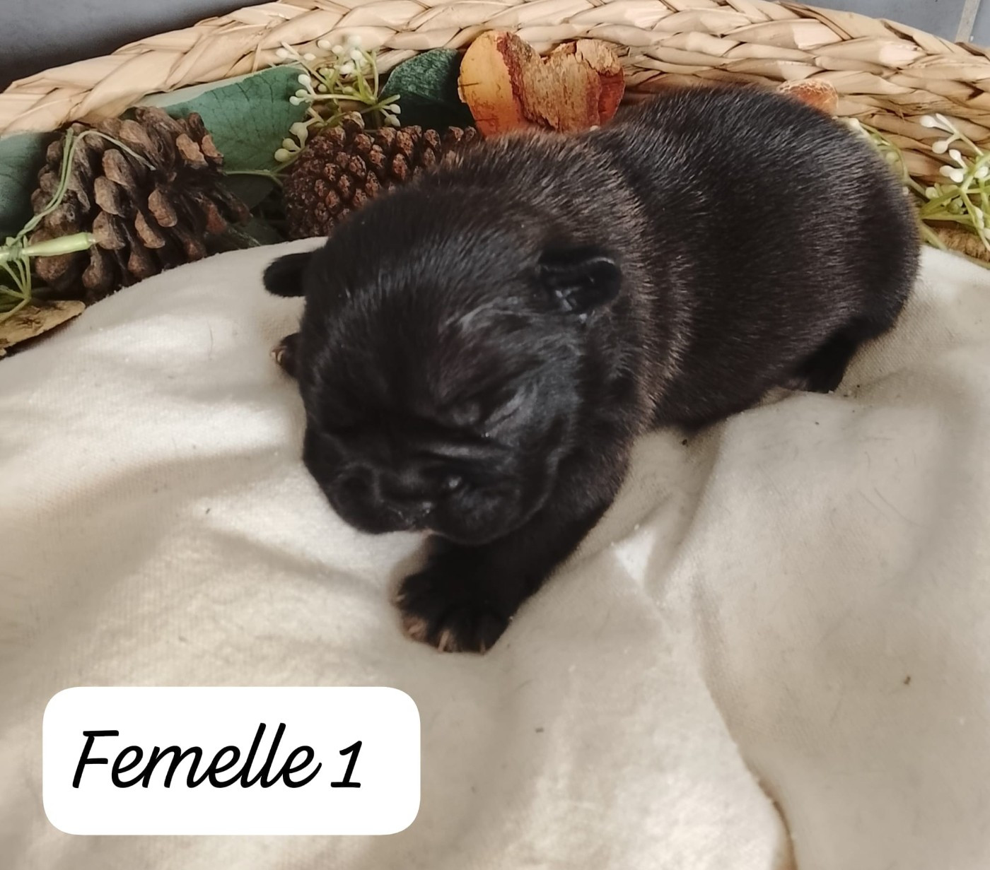 Du Domaine De La Fosse - Chiots disponibles - Bouledogue français