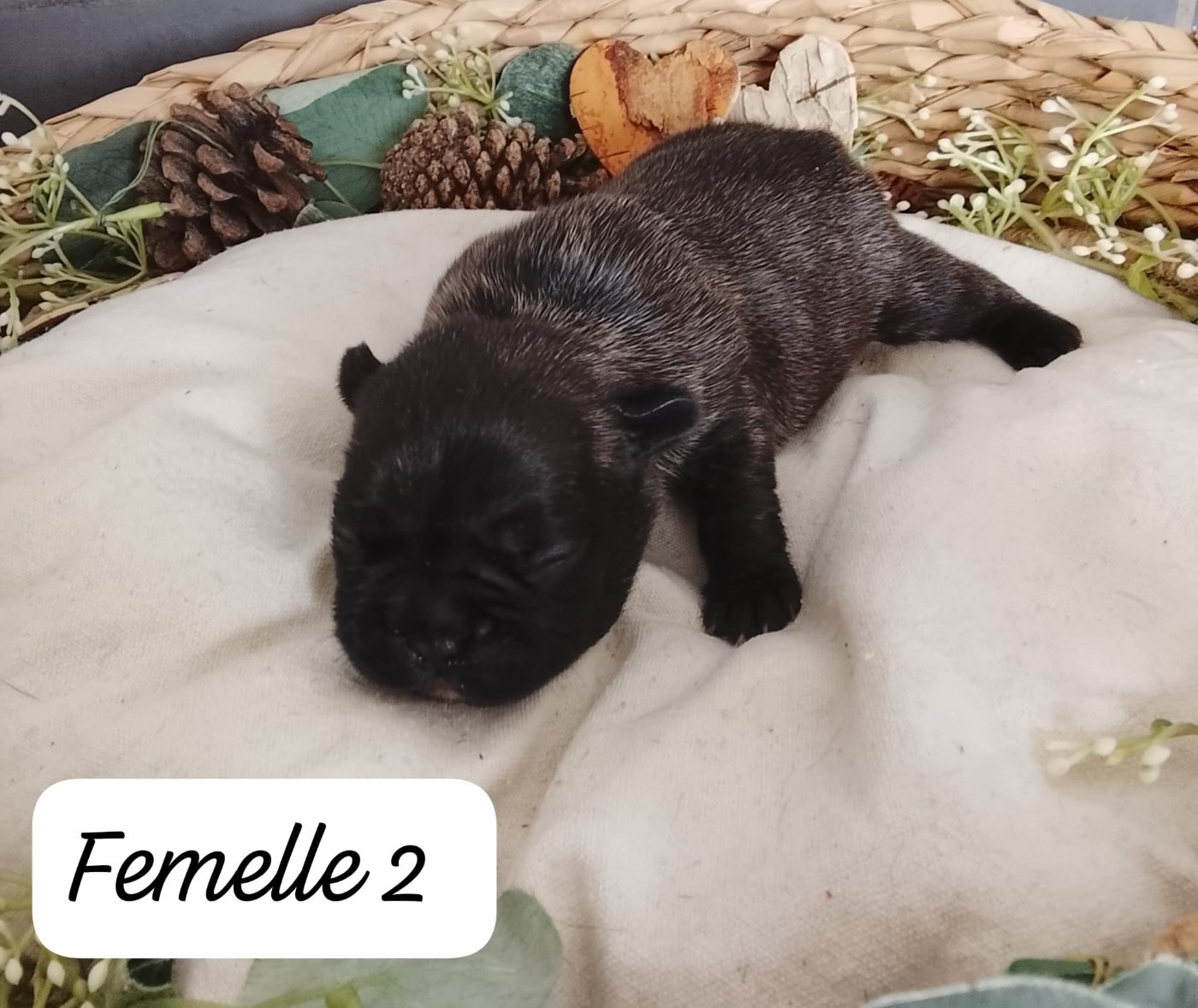 Du Domaine De La Fosse - Chiots disponibles - Bouledogue français