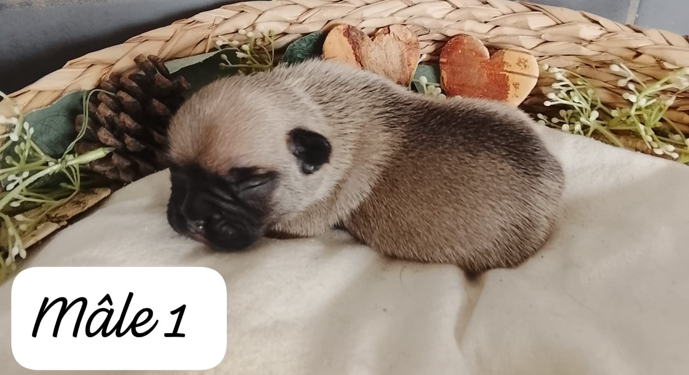 Du Domaine De La Fosse - Chiots disponibles - Bouledogue français