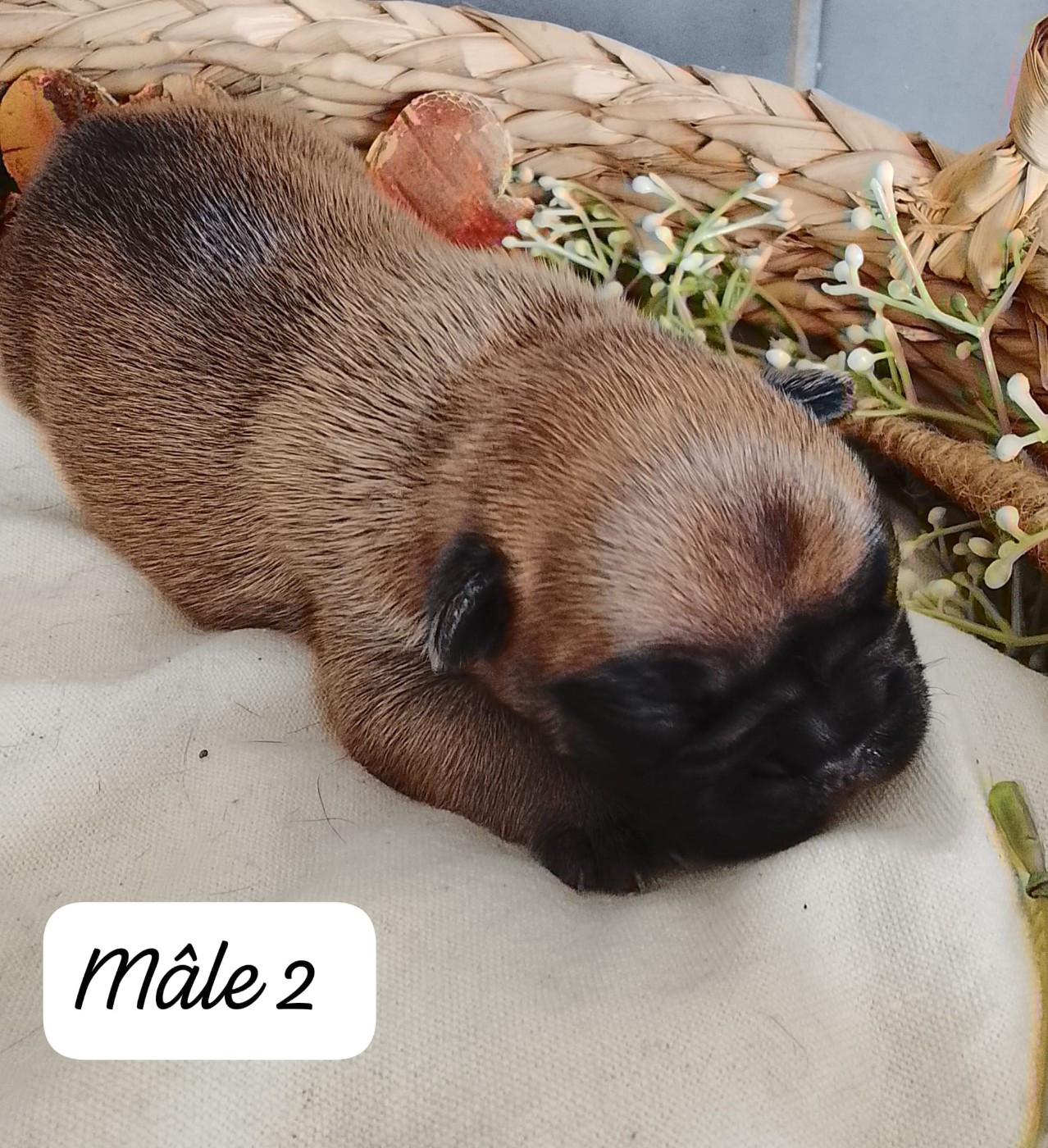 Du Domaine De La Fosse - Chiots disponibles - Bouledogue français