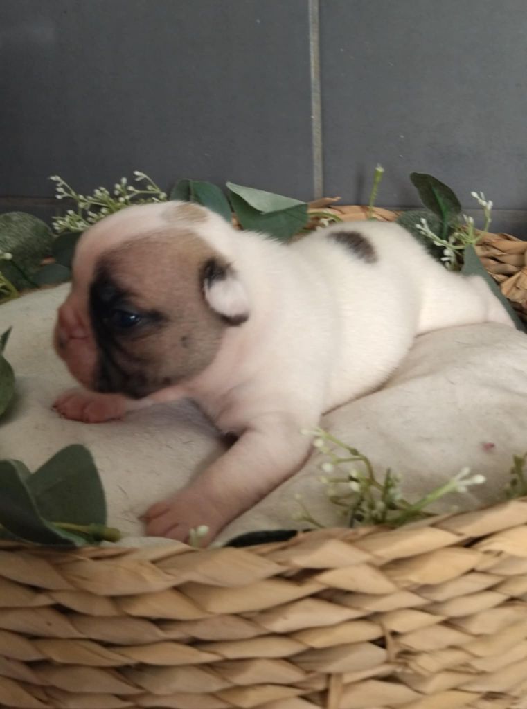 Du Domaine De La Fosse - Chiots disponibles - Bouledogue français