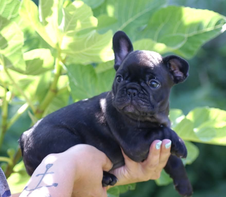 Du Domaine De La Fosse - Chiots disponibles - Bouledogue français
