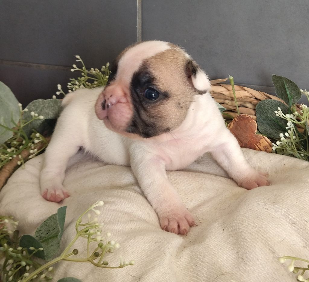 Du Domaine De La Fosse - Chiots disponibles - Bouledogue français
