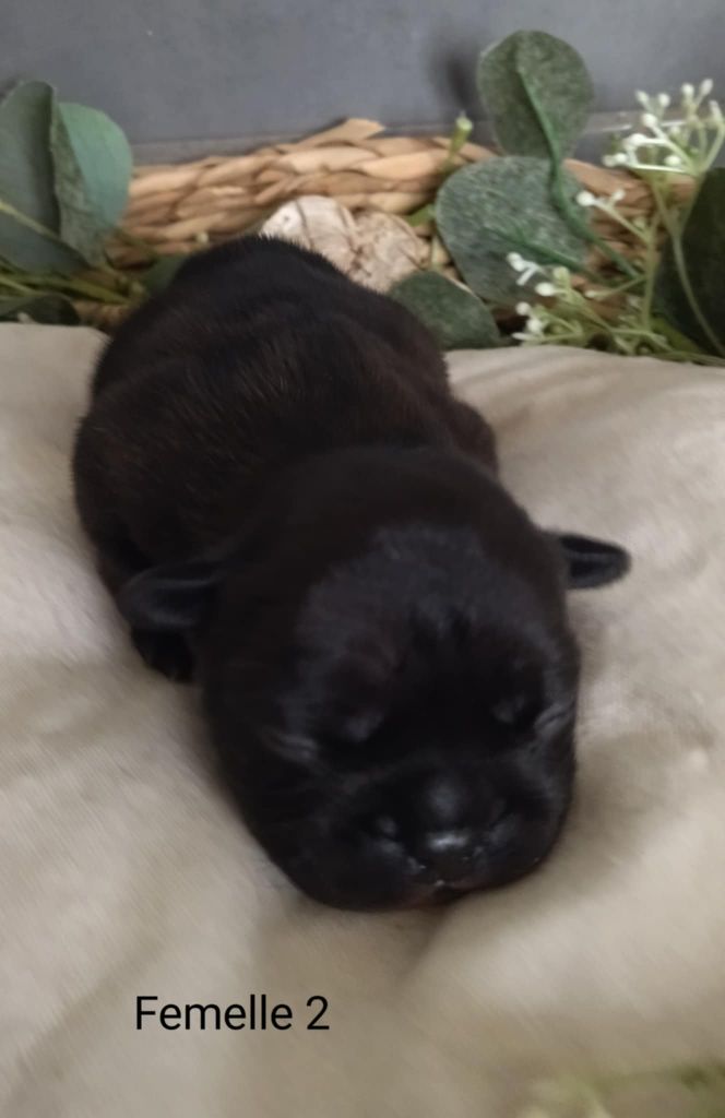 Du Domaine De La Fosse - Chiots disponibles - Bouledogue français