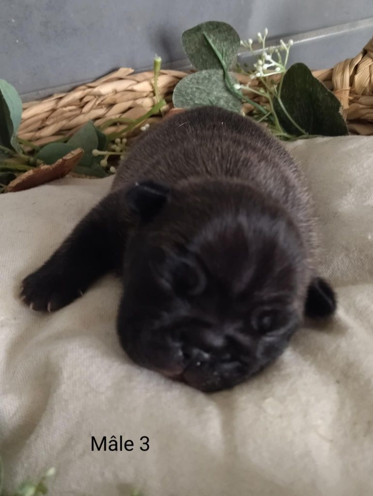 Du Domaine De La Fosse - Chiots disponibles - Bouledogue français