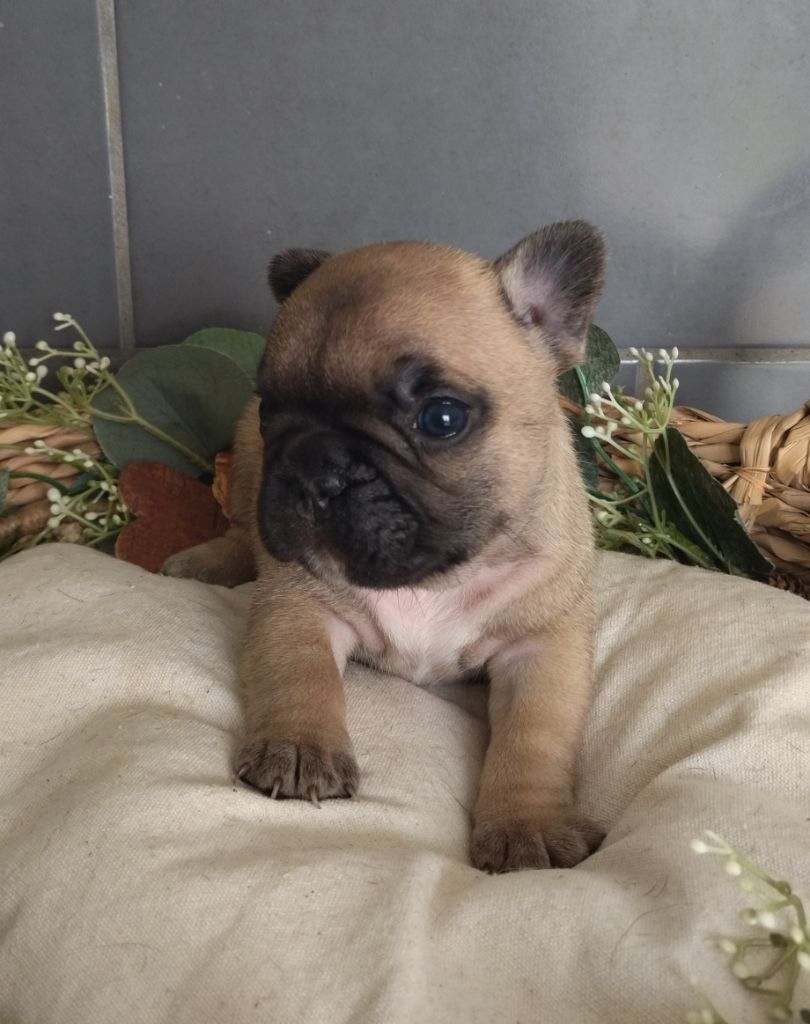 Du Domaine De La Fosse - Chiots disponibles - Bouledogue français