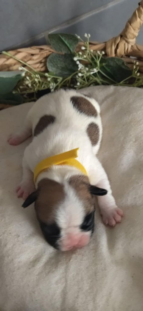 Du Domaine De La Fosse - Chiots disponibles - Bouledogue français