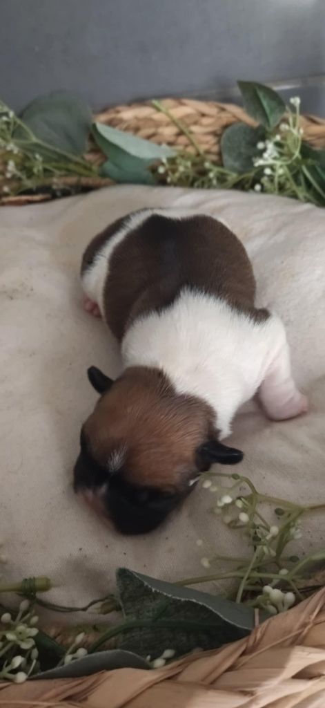 Du Domaine De La Fosse - Chiots disponibles - Bouledogue français