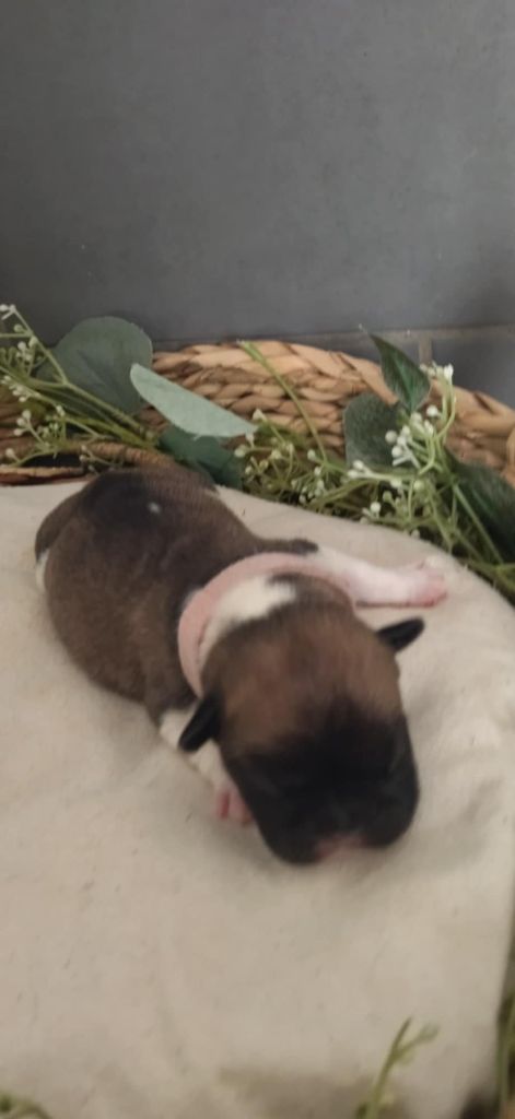 Du Domaine De La Fosse - Chiots disponibles - Bouledogue français