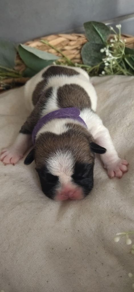 Du Domaine De La Fosse - Chiots disponibles - Bouledogue français