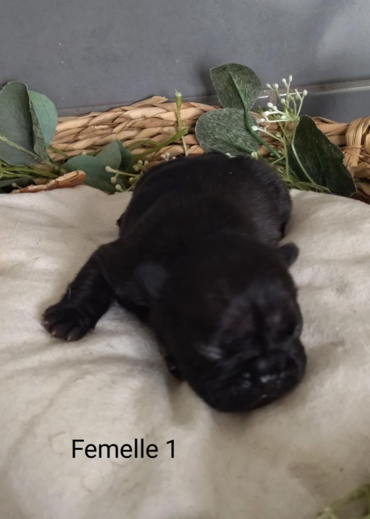 Du Domaine De La Fosse - Chiots disponibles - Bouledogue français