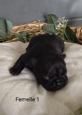 Femelle 1