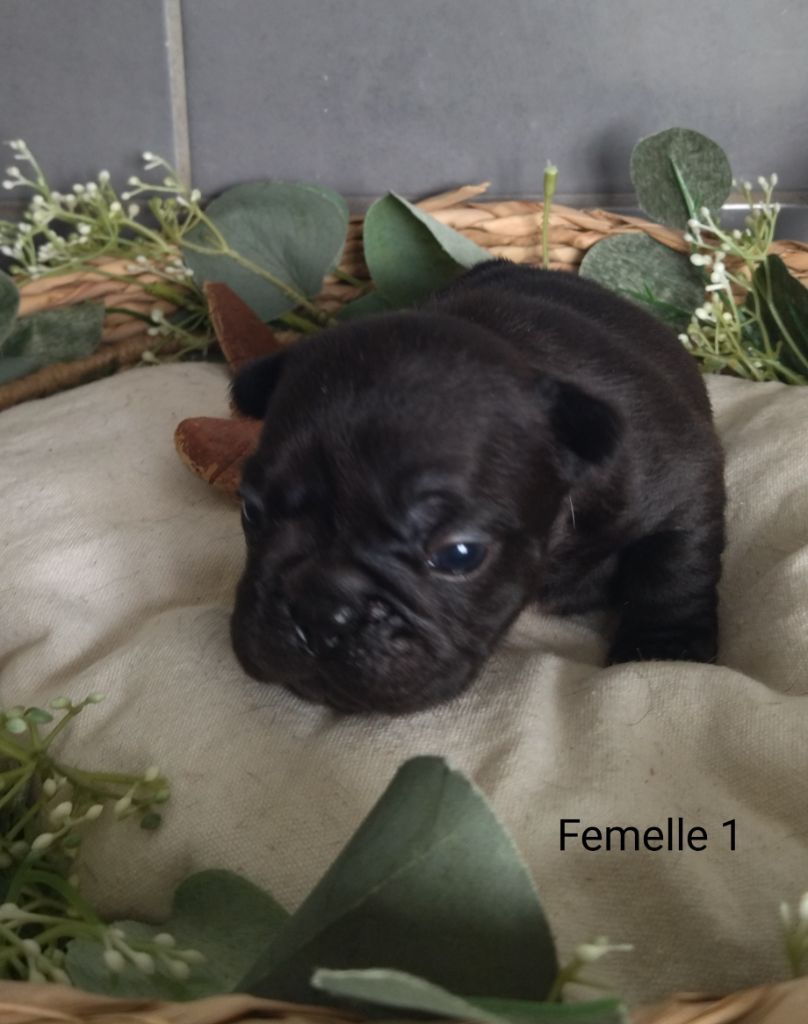 Du Domaine De La Fosse - Chiots disponibles - Bouledogue français