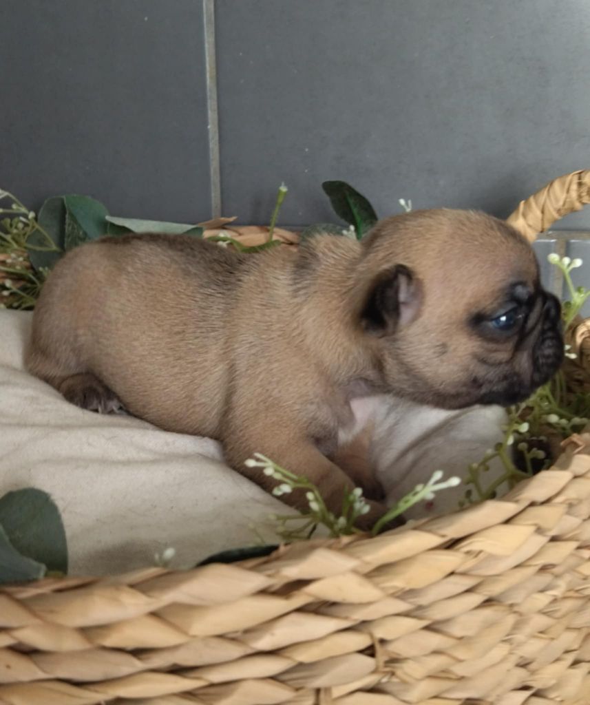 Du Domaine De La Fosse - Chiots disponibles - Bouledogue français
