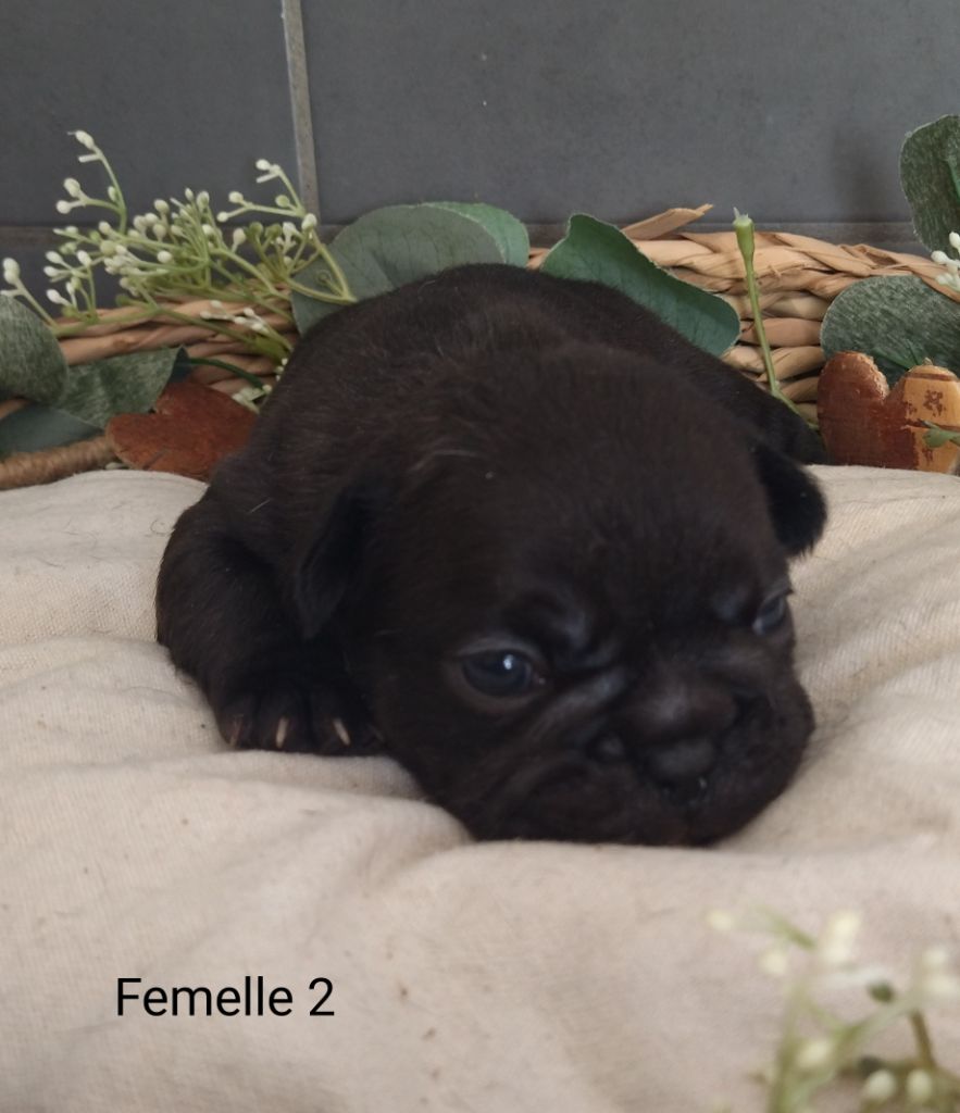 Du Domaine De La Fosse - Chiots disponibles - Bouledogue français