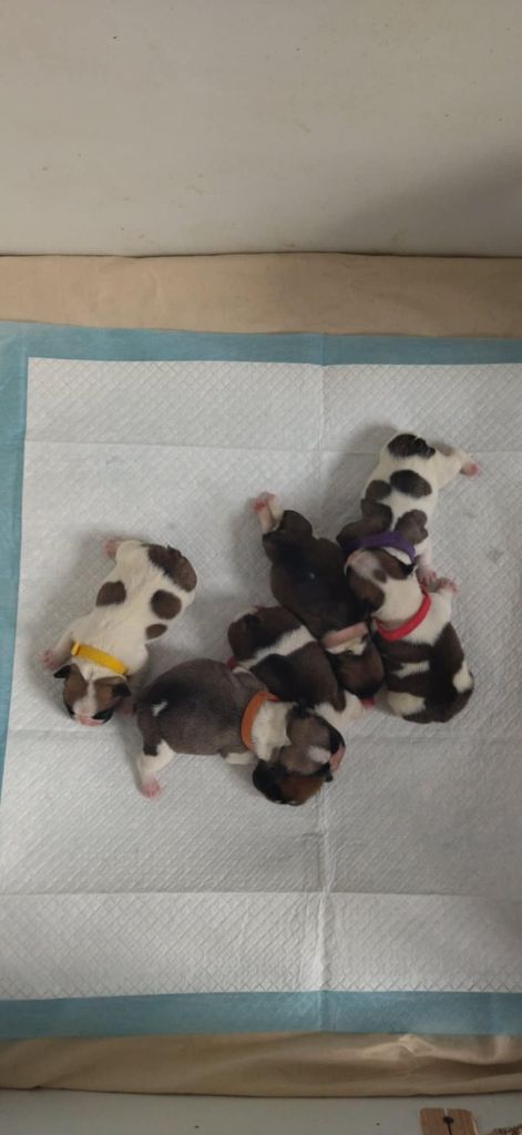 Du Domaine De La Fosse - Bouledogue français - Portée née le 24/10/2025