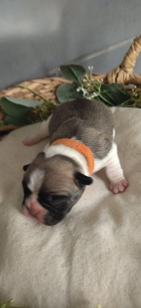 Du Domaine De La Fosse - Chiots disponibles - Bouledogue français