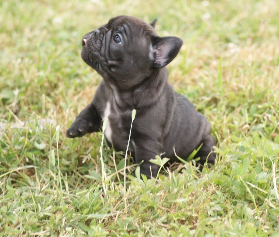 Chiot Bouledogue français Du Domaine De La Fosse