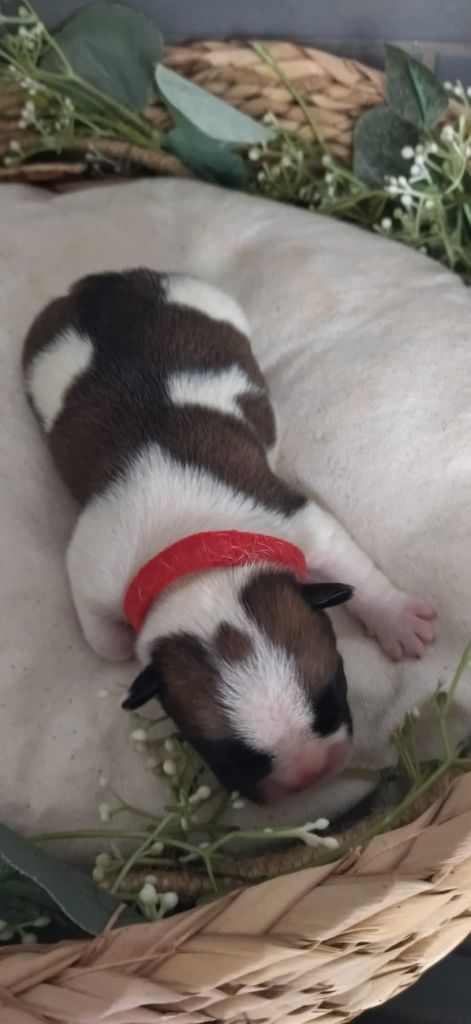 Du Domaine De La Fosse - Chiots disponibles - Bouledogue français